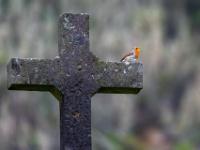 Rotkehlchen singt am Steinkreuz einer Kapelle - São Miguel